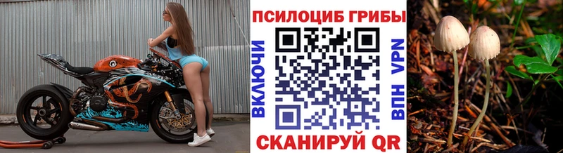 Псилоцибиновые грибы мицелий Купить где Новочеркасск